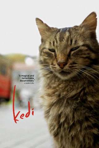 Kedi - La città dei gatti (2017) streaming